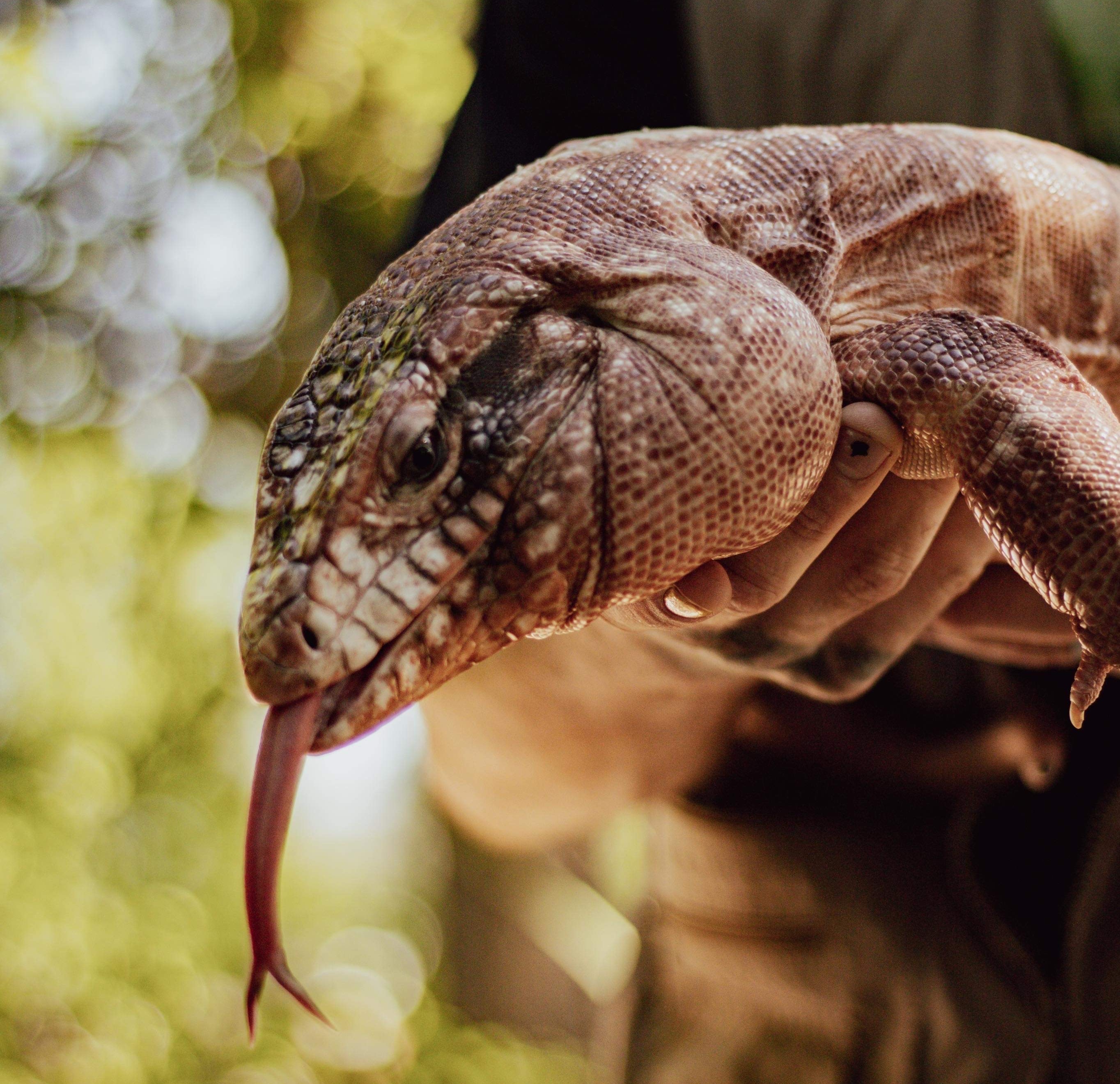 Niko holding one of his lizards.